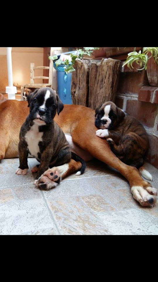 boxer cuccioli