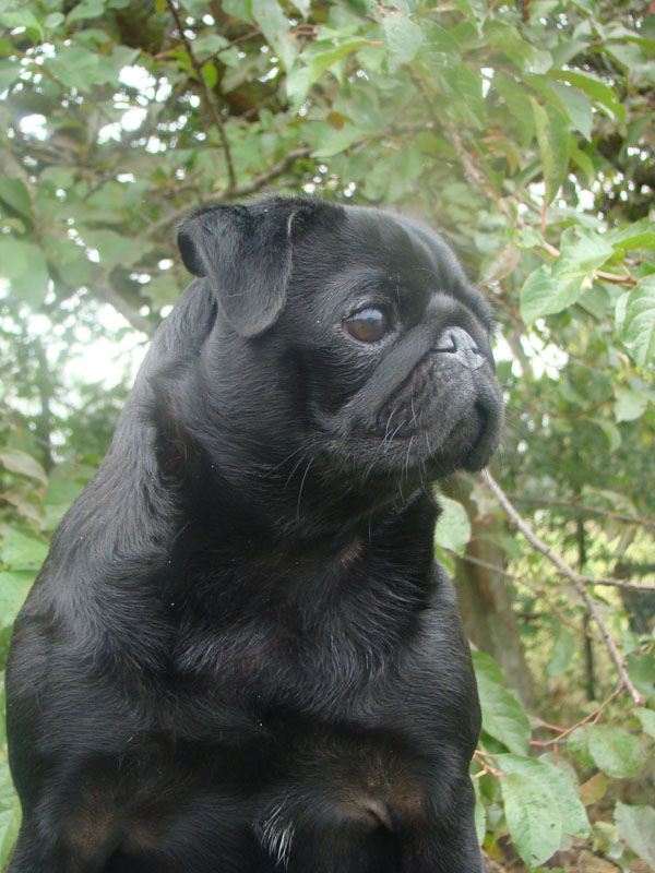 coco miss chanel del nettuno