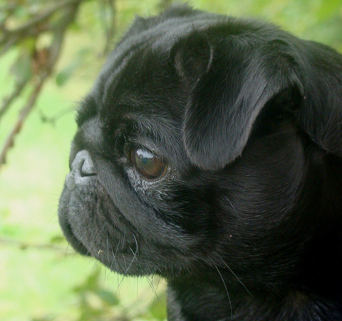 coco miss chanel del nettuno