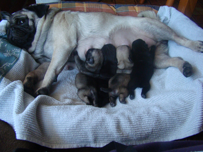 cuccioli Edelweiss e Ford